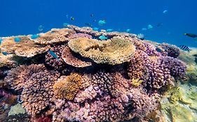 Wilson Island